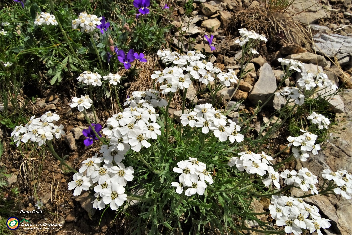 20 Millefoglio di Clavena (Achillea Clavenae) con Viola di Duby (Viola dubyana).JPG